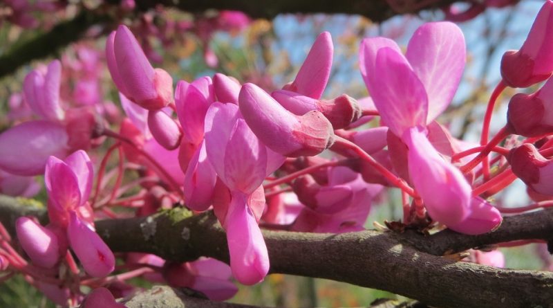 Cercis siliquastrum