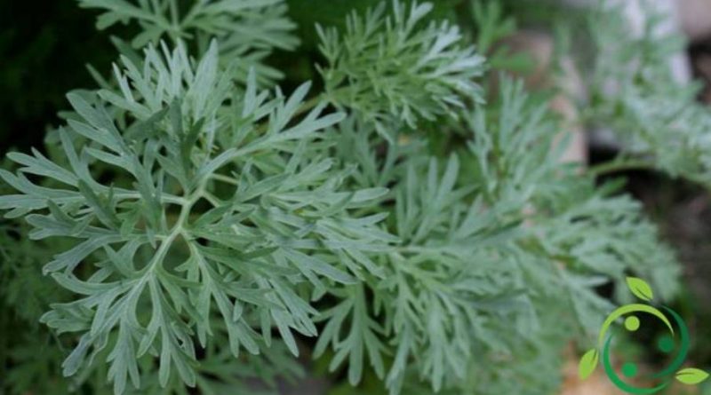 Come coltivare L’Assenzio maggiore