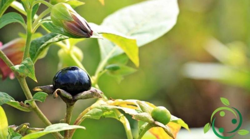 Come coltivare la Belladonna