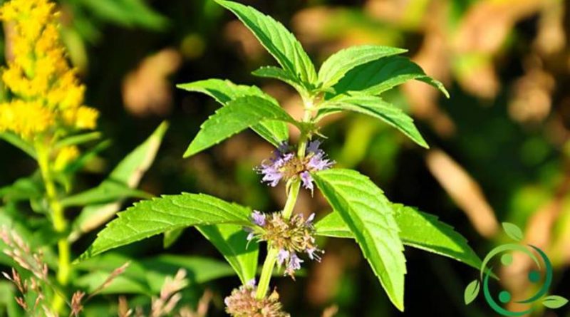 Come coltivare la menta campestre