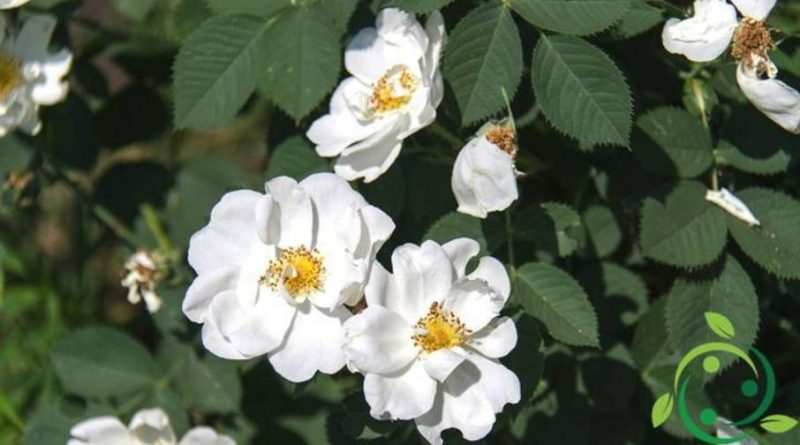 Come coltivare la Rosa canina