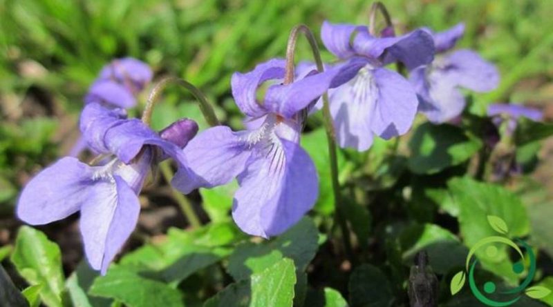 Come coltivare la Viola mammola