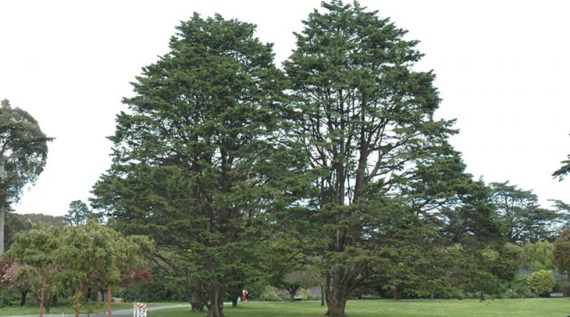 Cupressus macrocarpa