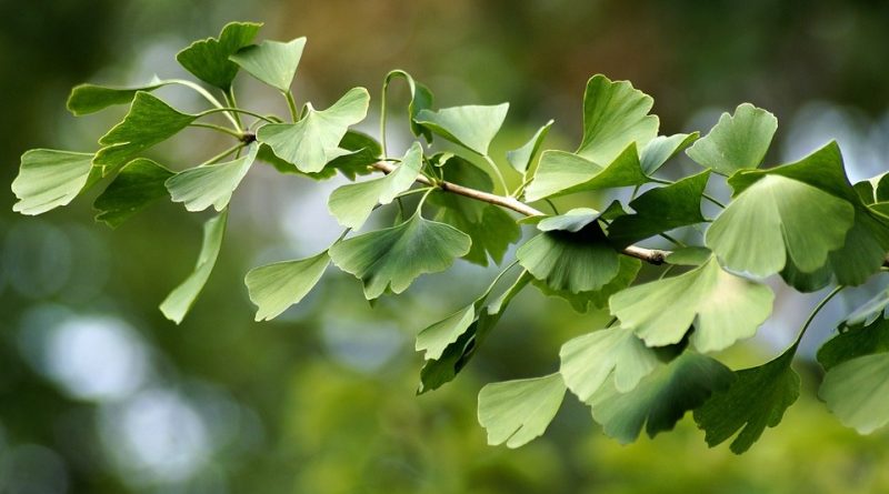 Ginkgo biloba