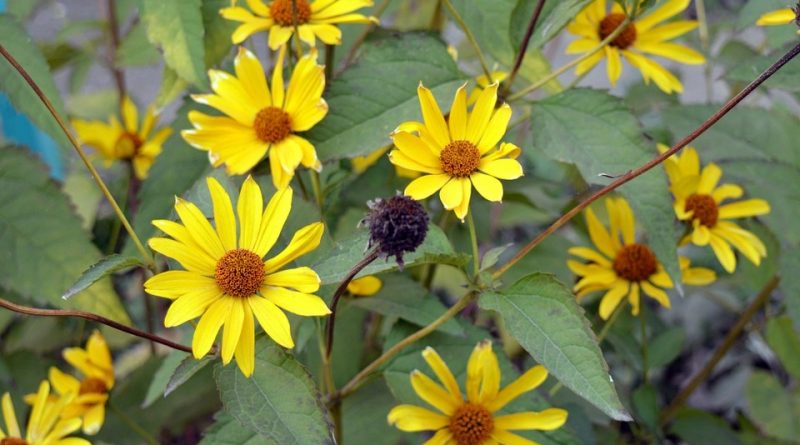 Helianthus tuberosus