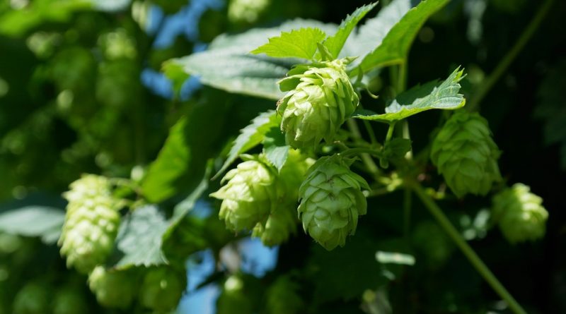 Humulus lupulus