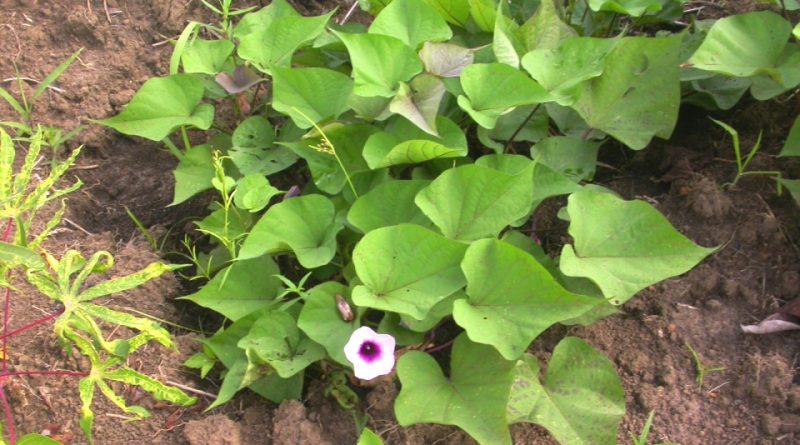 Ipomoea batatas