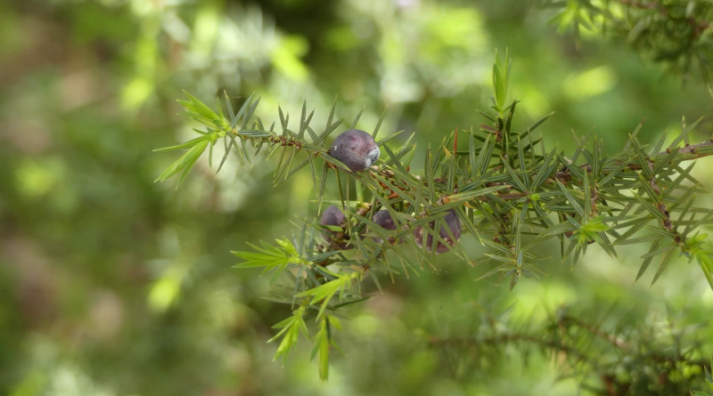 Juniperus oxycedrus