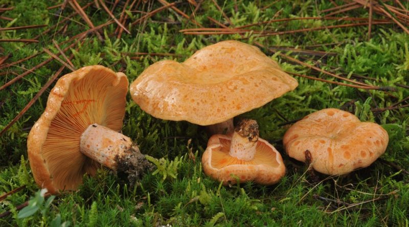 Italiano Lactarius Deliciosus Sistematica Etimologia Habitat Riconoscimento