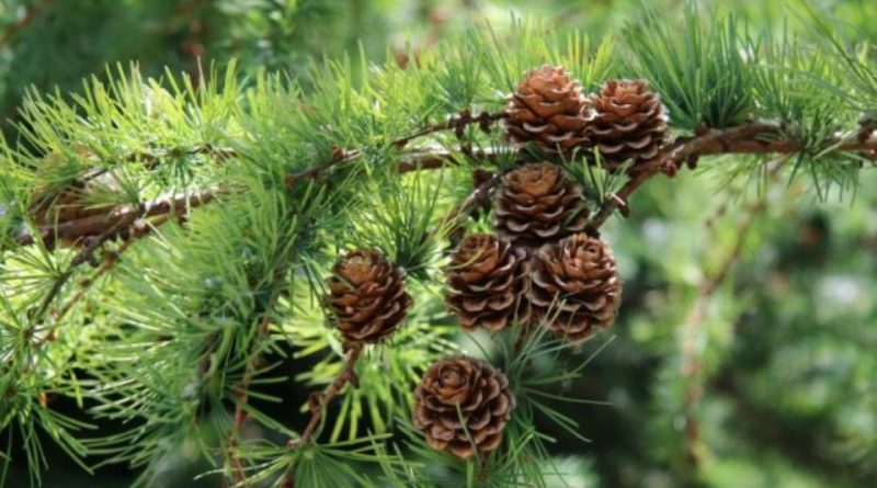 Larix kaempferi