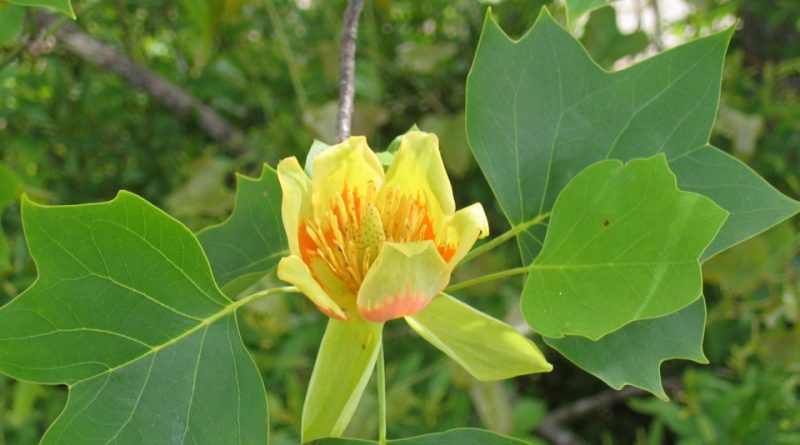 Liriodendron tulipifera: Systematics, Habitat, Cultivation