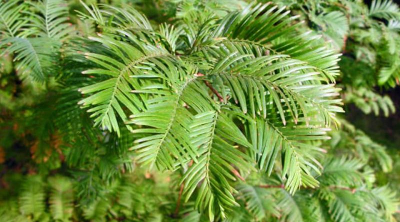 Metasequoia glyptostroboides