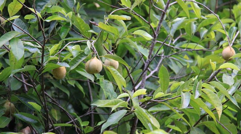 Myristica fragrans