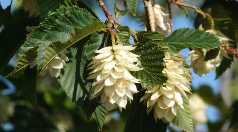 Ostrya carpinifolia