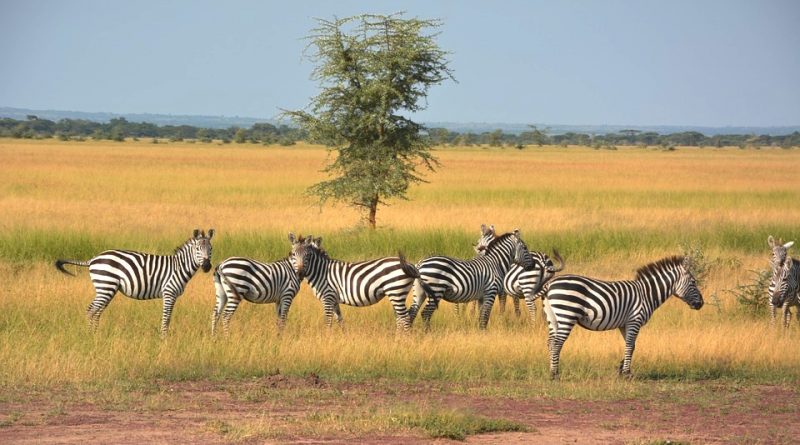 Parco nazionale del Serengeti