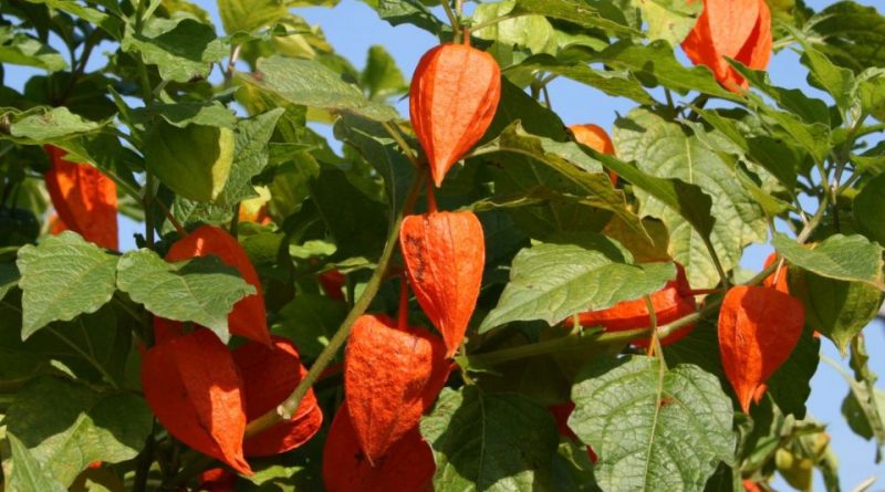 Physalis alkekengi