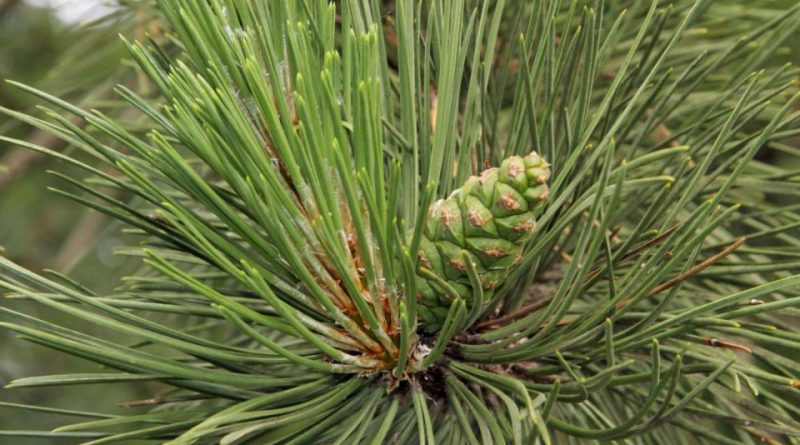 Pinus cembra