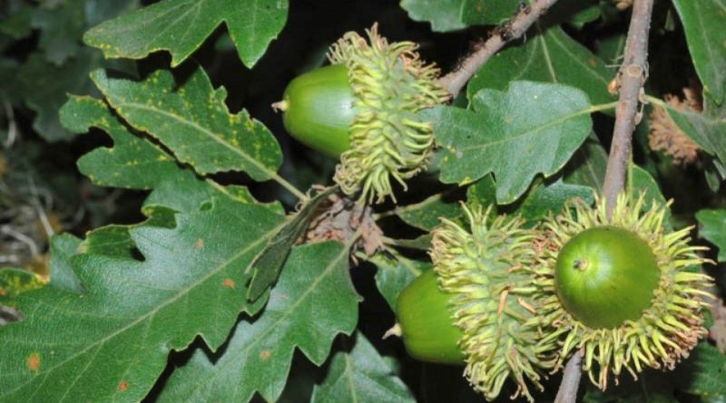 Quercus cerris