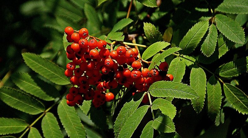 Sorbus domestica