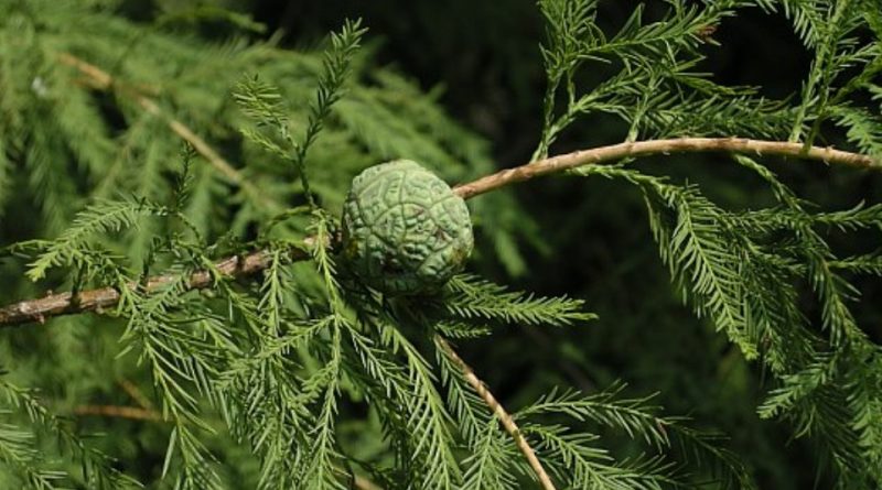 Taxodium distichum