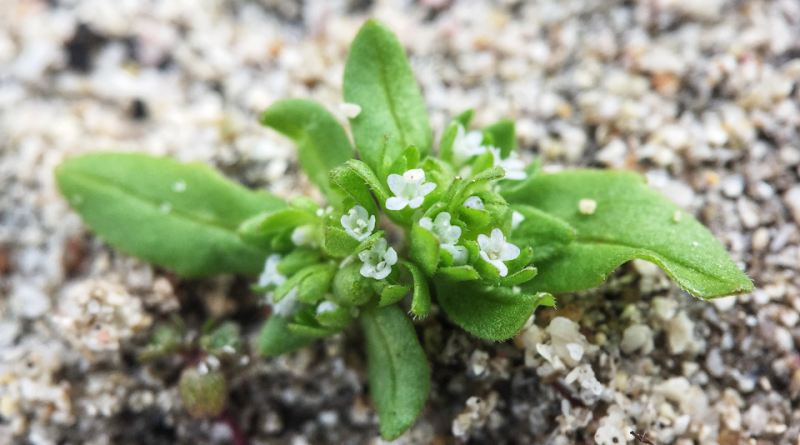 Valerianella locusta