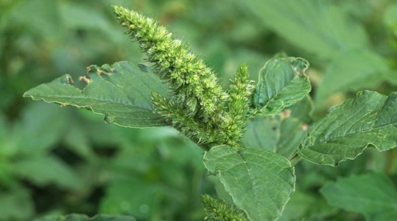 Amaranthus retroflexus