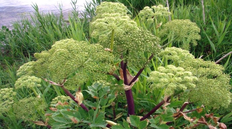 Angelica archangelica