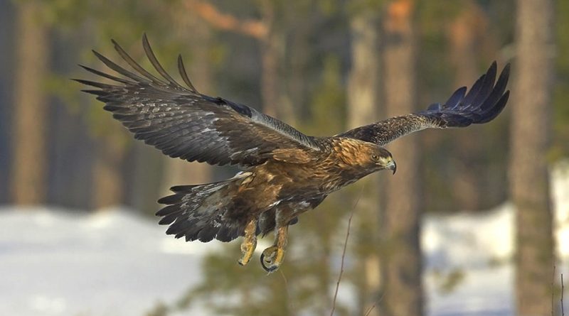 Aquila chrysaetos