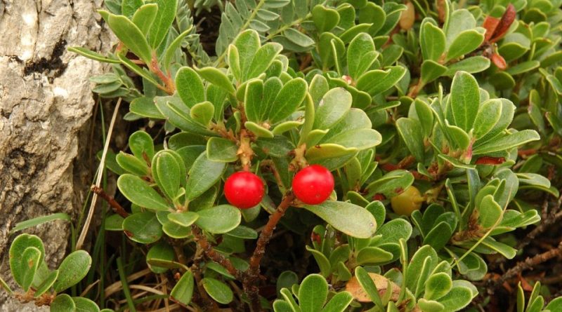 Arctostaphylos uva-ursi