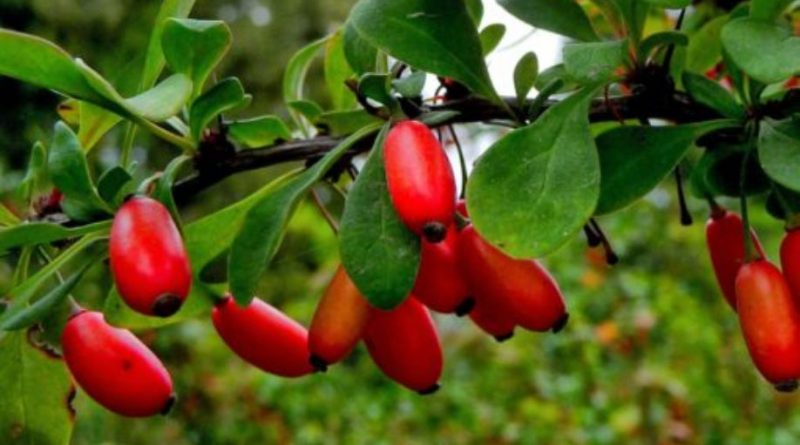 Berberis vulgaris