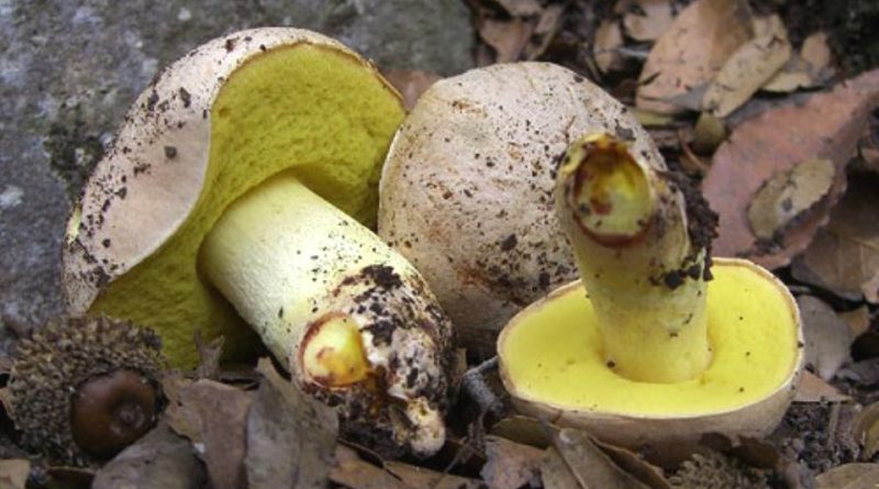 Boletus impolitus