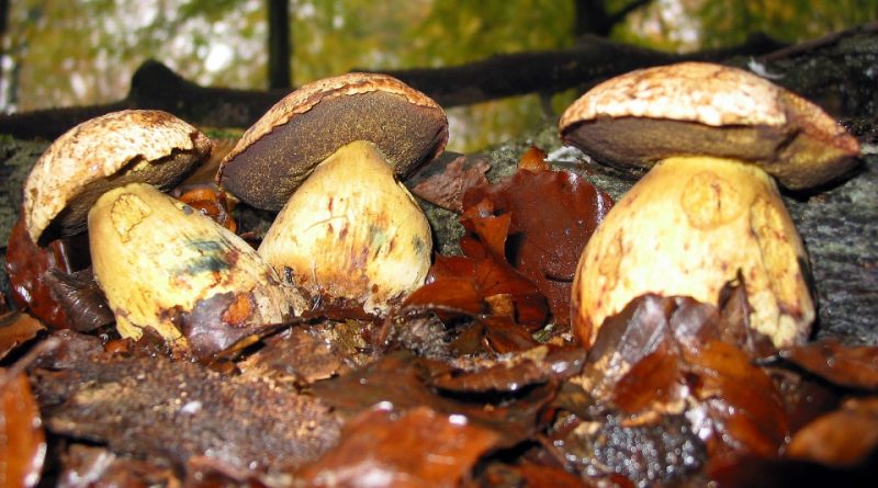 Boletus junquilleus