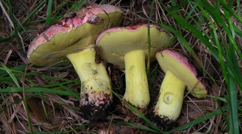 Boletus pseudoregius