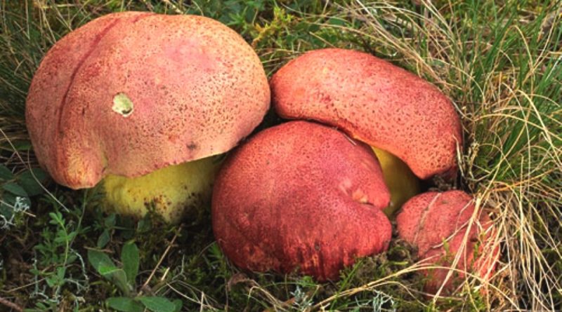 Boletus regius