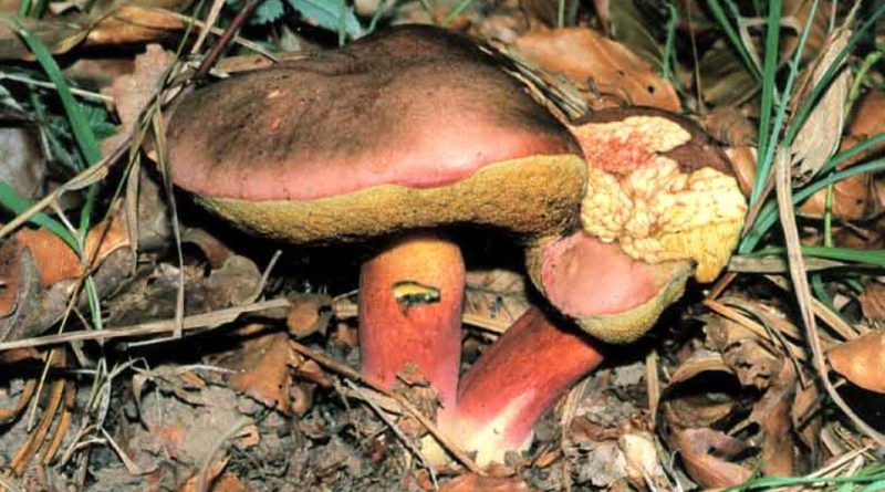 Boletus speciosus