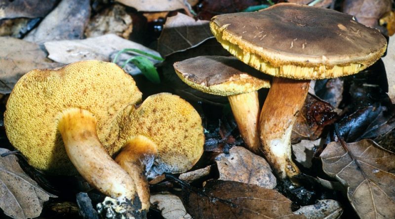 Boletus subtomentosus