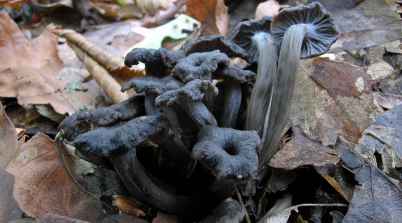 Cantharellus cinereus