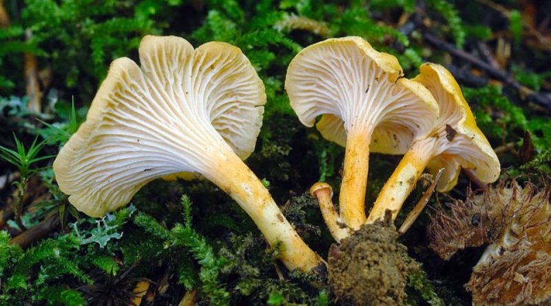 Cantharellus friesii