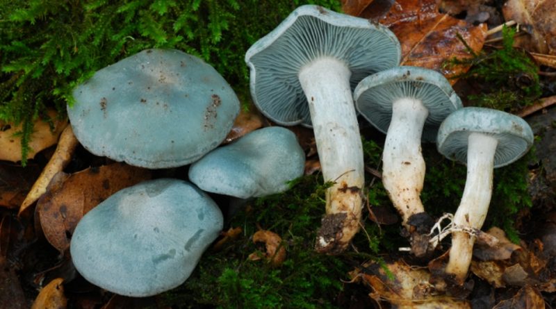 Clitocybe odora