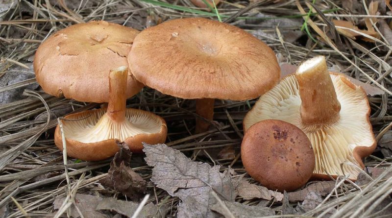 Clitocybe sinopica