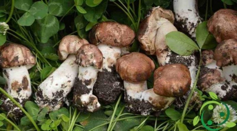 Come coltivare l’Agaricus blazei