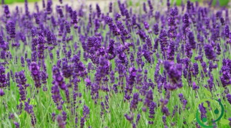 Proprietà e coltivazione della Lavanda latifolia