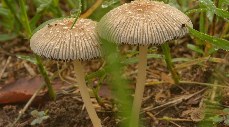 Coprinus plicatilis