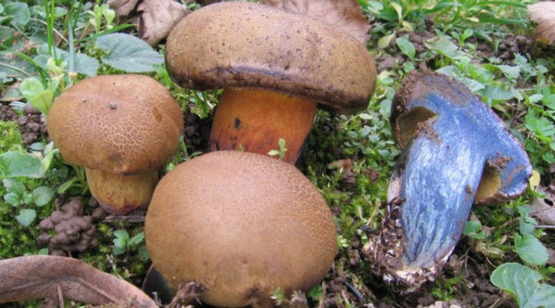 Cyanoboletus pulverulentus