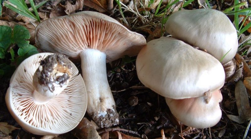 Entoloma sinuatum