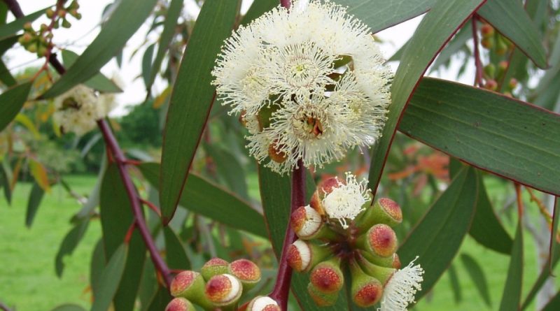 Eucalyptus camaldulensis