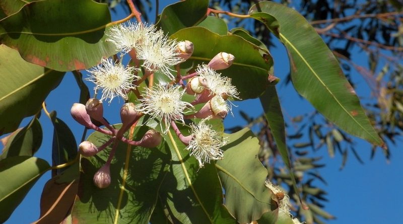 Eucalyptus globulus