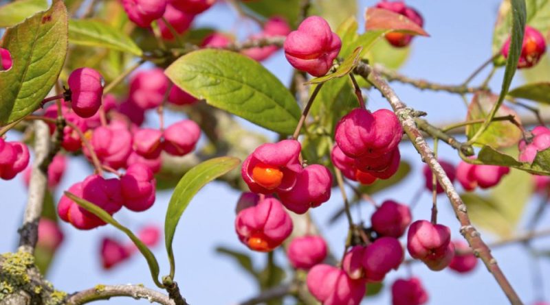 Euonymus europaeus