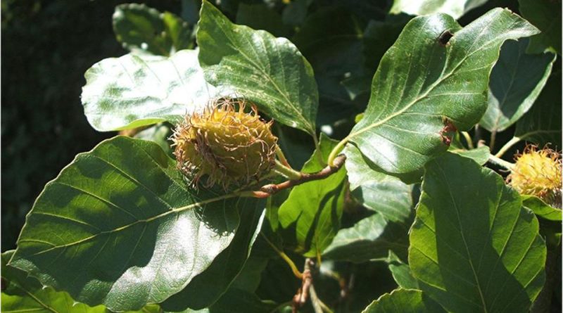 Fagus sylvatica