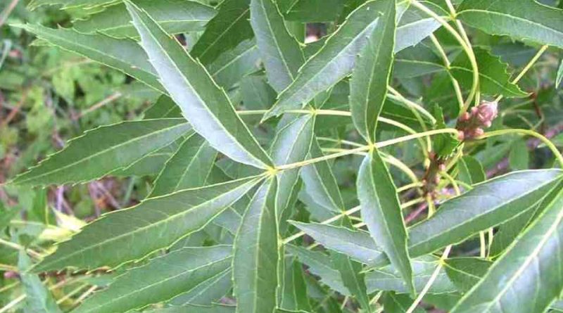 Fraxinus angustifolia